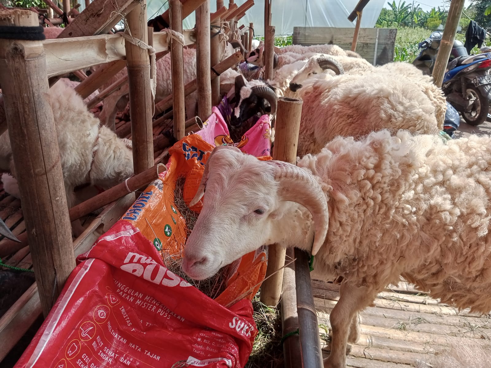 Jelang Idul Adha Dispernakan KBB Bentuk Tim Khusus Awasi Hewan Kurban