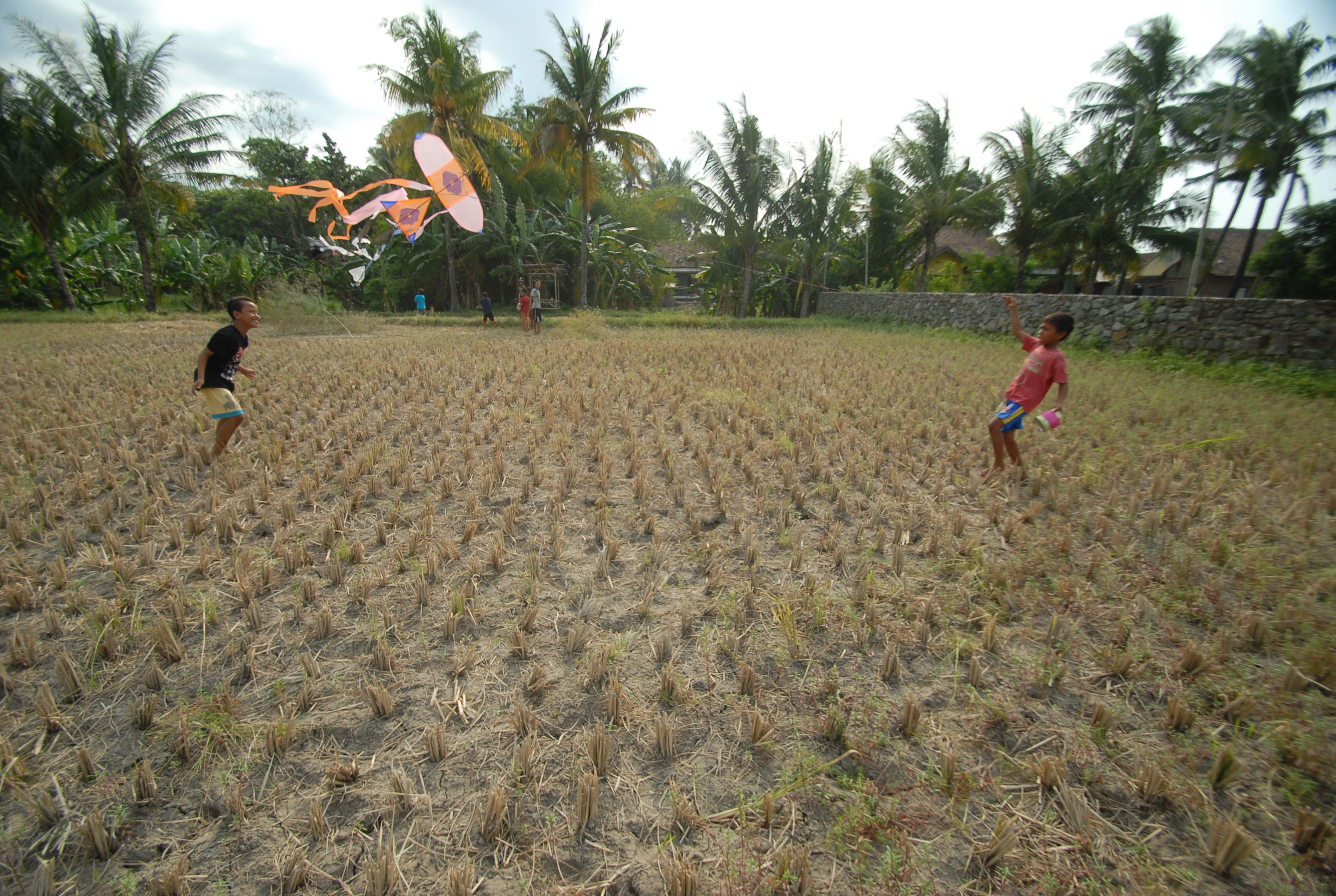 Ilustrasi sawah mengalami kekeringan.