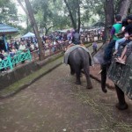 kebun binatang bandung, kebun binatang, wisata kebun binatang