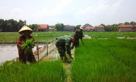 Babinsa giat lakukan pendampingan pada petani.