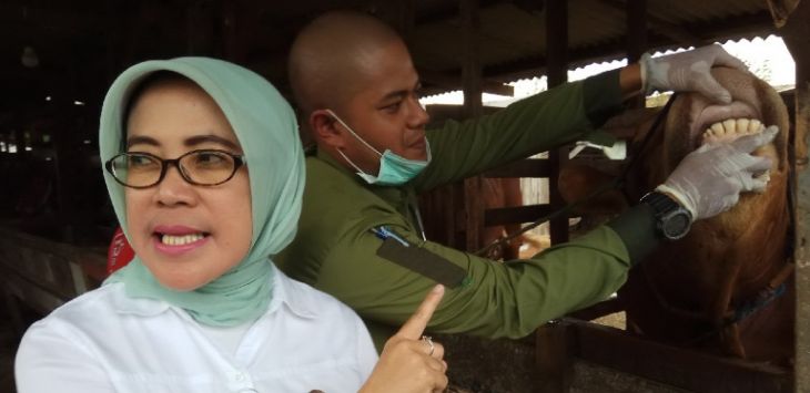 Kepala Dispangtan Kota Bandung, Elly Wasliah saat melakukan pengecekan hewan kurban jelang Idul Adha 2017.