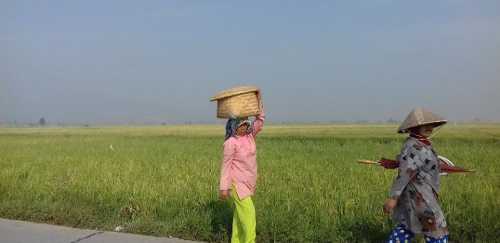 Pemkab Bandung meminta para petani beralih komoditas begitu memasuki musim kemarau. (Hakim Baihaqi)