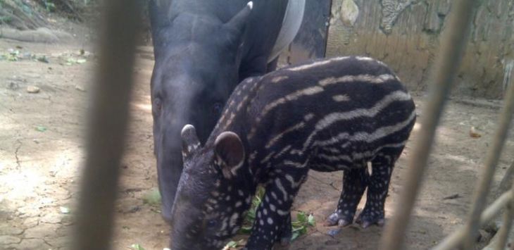 bayi tapir dan induknya di Kebun Binatang Bandung. Foto: Atep Kurniawan/pojokbandung