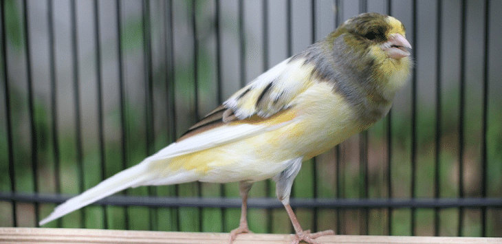 Burung Kenari