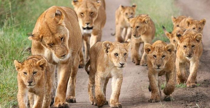 Tiga ekor bayi singa juga tewas dalam perkelahian sementara tiga lainnya meninggal dalam perawatan. Ini merupakan kondisi yang menyedihkan bagi keberlangsungan hidup satwa langka tersebut (Wildography and Safaris)