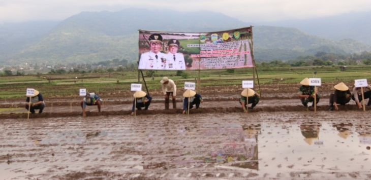 Gerakan Tanam Padi Kelompok Tani Mekarjaya, Desa Sukamantri, Kecamatan Ciawi, Kabupaten Tasikmalaya, Kamis (29/11).
