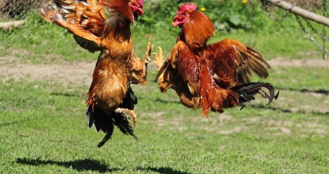 Polisi Spanyol menangkap 182 orang yang ikut ambil bagian dalam kompetisi sabung ayam nasional akhir pekan kemarin (Sick Chirpse)