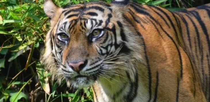 TERANCAM PUNAH : Harimau Sumatera diambang kepunahan. Saat ini hanya terdapat kurang lebih 600 ekor yang tersebar di 23 lanskap di seluruh wilayah Sumatera. (dok. Website Harimau Kita)(foto : dokumend)