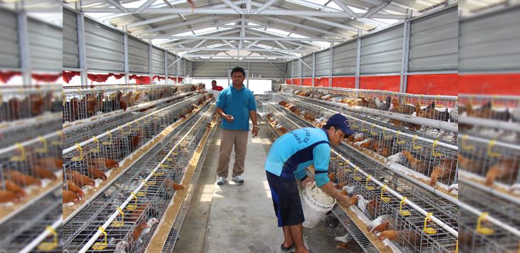 PAKAN: Peternak ayam saat memberi makan ratusan ayam di kandang.
(Foto:ilustrasi)