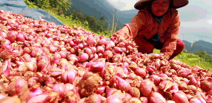 JEMUR: Seorang petani bawang merah sedang menjemur bawang merah hasil panen.
(foto : IST)
