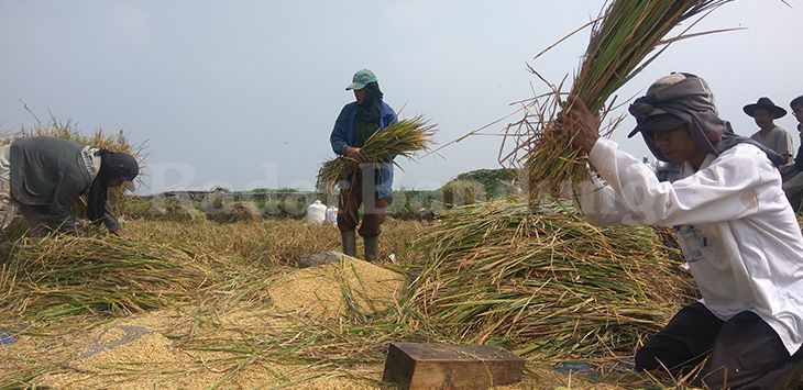 KEMARAU : Petani di Kampung Pasir Kiara, Keluraha Cipageran, Kecamatan Cimahi Utara, Kota Cimahi, memanen padi.
( Foto : WHISNU PRADANA/RADAR BANDUNG )
