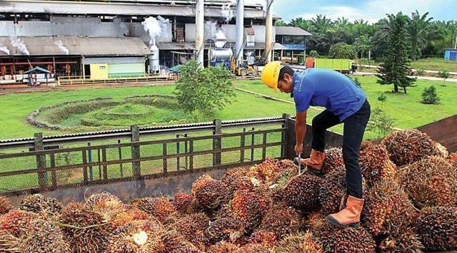 ILUSTRASI PETANI SAWIT: Peneliti ITB terus berusaha membuat inovasi membuat BBM berbahan dasar sawit 