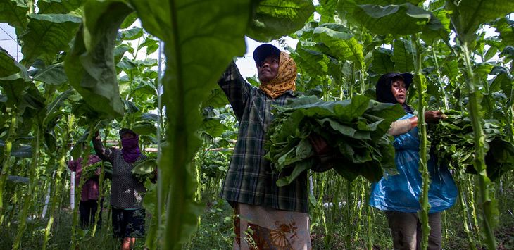 MEMETIK: Seorang petani sedang daun tembakau. Adanya Perda Kawasan Tanpa Rokok tak berpengaruh terhadap pasar tembakau, sebab komoditi tembakau tidak selalu berhubungan dengan industri rokok
(Foto: IST)