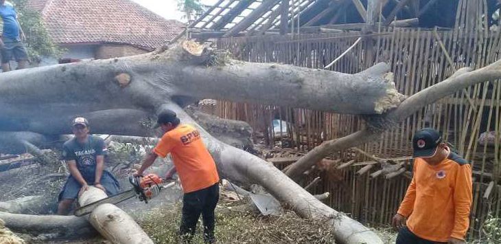 EVAKUASI : Petugas BPBD dan Satpol PP mengevakuasi pohon tumbang.
(DEDEN KUSDINAR/RADAR BANDUNG )
