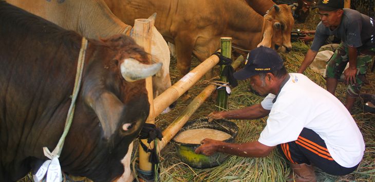 BERI PAKAN: Seorang peternak sapi sedang memberi makan hewan kurban di Jalan Soekarno-Hatta, Kota Bandung, Senin (15/7/2019). 
( M YOGIE ALFAWAZ/ JOB RADAR BANDUNG )