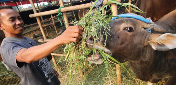 BERI PAKAN: Seorang peternak sapi sedang memberi makan hewan ternak. 