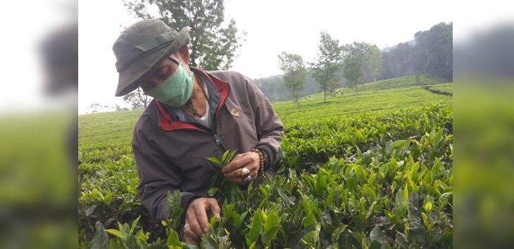 TERPAPAR : Seorang warga pemetik teh di kebun teh Sukawana, Parongpong yang terpapar abu vulkanik Gunung Tangkuban Parahu.
(foto: IST )
