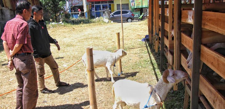 HEWAN KURBAN: Penjual hewan kurban domba memeriksa kondisi fisik hewan.  Hewan kurban wajib memiliki sertifikat sehat atau berlabel sehat. (foto : TAOFIK ACHMAD HIDAYAT/RADAR BANDUNG)