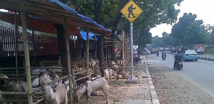 HEWAN KURBAN: Pedagang hewan kurban memanfaatkan sejumlah ruas trotoar untuk berjualan kambing dan domba.  (foto : IST)