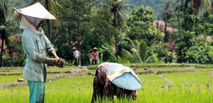 Ilustrasi : Petani mengurus sawah. PDIP mendukung keputusan Presiden Joko Widodo (Jokowi) membentuk Badan Riset Nasional. (Dok JawaPos.com)