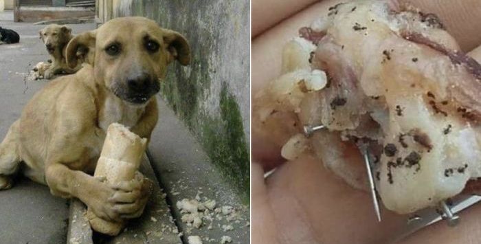 Ditemukan paku di dalam makanan anjing ( Facebook Dog Lover)