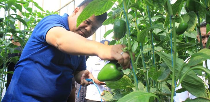 Bupati Bandung Barat Aa Umbara Sutisna, memetik langsung hasil tanam dari petani, di Desa Pasir Langu, Kecamatan Cisarua, Rabu (26/2/2020).