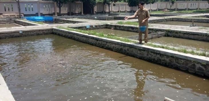 Petugas BBIAT Kota Cimahi memberi makan ikan, beberapa waktu lalu.