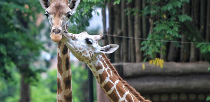 Zona Afrika di Bandung Zoological Garden sudah resmi dibuka untuk pengunjung, Rabu (4/3/2020).