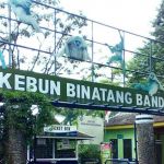 Kebun Binatang Bandung Potong Rusa untuk Pakan Harimau dan Macan