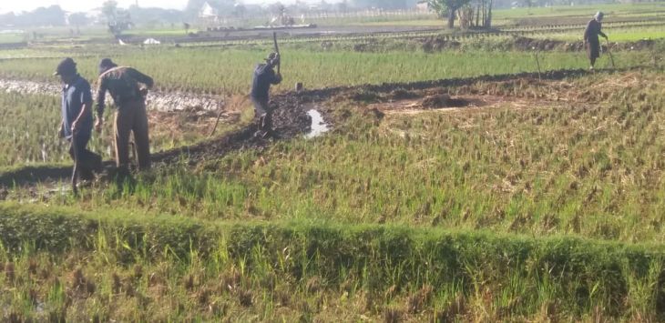 TANAM : Sejumlah buruh tani tengah melakukan aktivitas pertanian di sawah