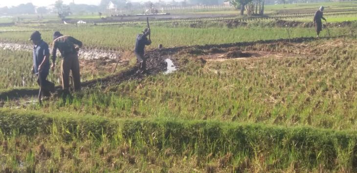 TANAM : Sejumlah buruh tani saat menanam padi di sawah.