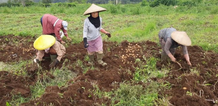 MEMANEN : Sejumlah orang tengah memanen kentang di Blok Walik Kampung Gambung, Desa Mekarsari, Kecamatan Pasirjambu.