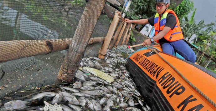 MEMBERSIHKAN: Dani, relawan Gerakan Pungut Sampah (GPS), Cicadas, Gunung Putri, Kabupaten Bogor, Jawa Barat membersihkan Situ Citongtut dari ribuan bangkai ikan, Rabu (3/2/2021) (foto : HENDI/RADAR BOGOR)