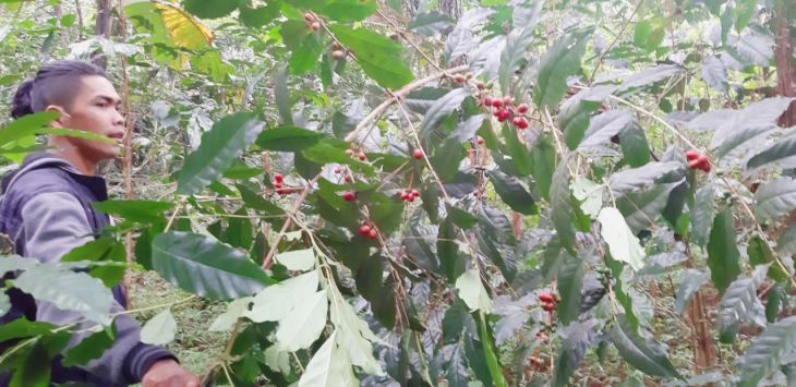 MERAWAT : Seorang petani tengah merawat tanaman kopi yang tengah berbuah.(foto : Fikriya Zulfah/Radar Bandung)