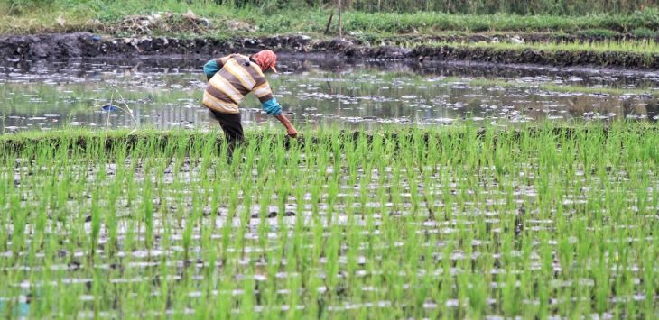 PERTANIAN : Seorang petani melakukan aktifitasnya di areal persawahan. (foto: TAOFIK ACHMAD HIDAYAT/RADAR BANDUNG)