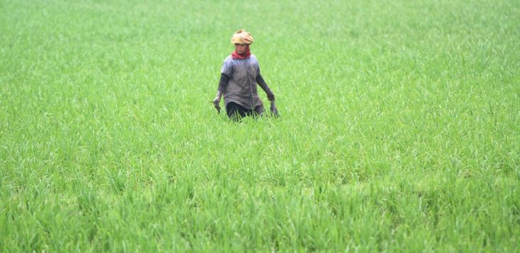 SUASANA: Tampak seorang petani tengah beraktifitas di area persawahan, di Kawasan Pesantren, Kota Cimahi, beberapa waktu lalu. (foto: TAOFIK ACHMAD HIDAYAT/RADAR BANDUNG)