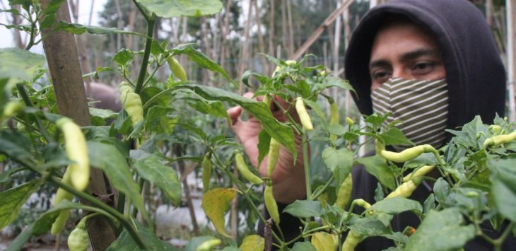 Petani memetik Cabai Rawit di perkebunan Cicaleng, Desa Wangunharja, Lembang, Kabupaten Bandung Barat, Jumat (5/3). TAOFIK ACHMAD HIDAYAT/ POJOKBANDUNG 