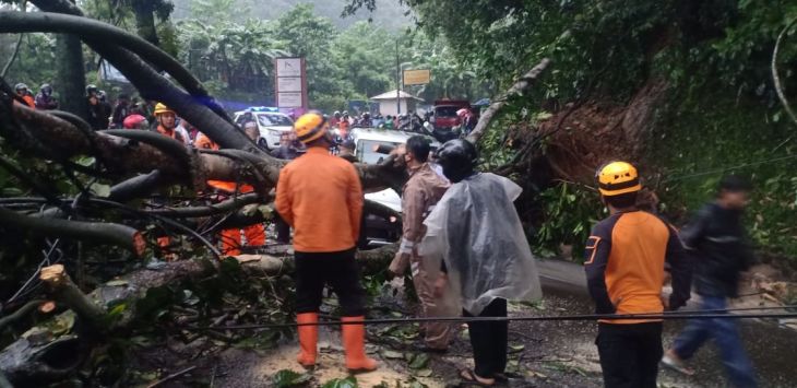 EVAKUASI : Petugas gabungan saat evakusi pohon tumbang yang menimpa mobil Cery di Jalur Cijambe, Kabupaten Subang. (foto : M.ANWAR/RADAR BANDUNG)