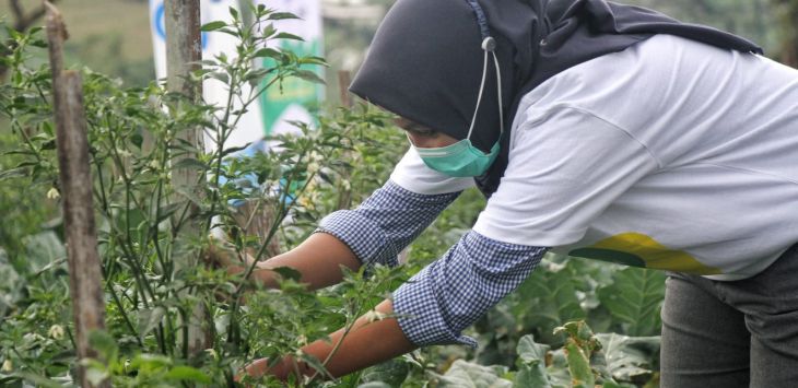 BERTANI - Petani milenial memeriksa tanaman brokal di lahan pertanian desa Sutenjaya, Lembang, Kabupaten Bandung Barat. (FOTO: TAOFIK ACHMAD HIDAYAT/RADAR BANDUNG)