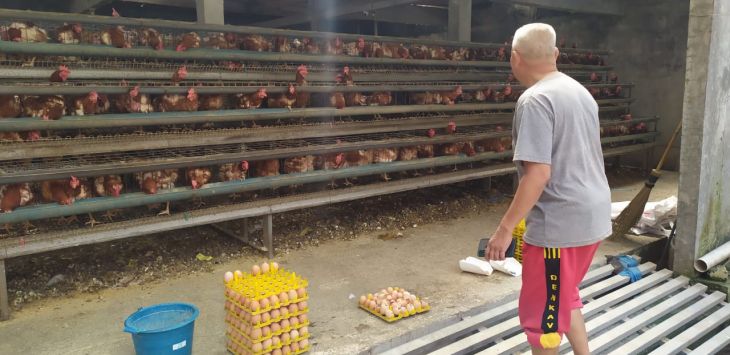 AGUNG EKO SUTRISNO/RADAR BANDUNG

SUASANA: Peternak ayam petelur 86 Farm,  di Jl. Kolonel Masturi, Baru Laksana No.86, Karyawangi, Kecamatan Parongpong, Kabupaten Bandung Barat.