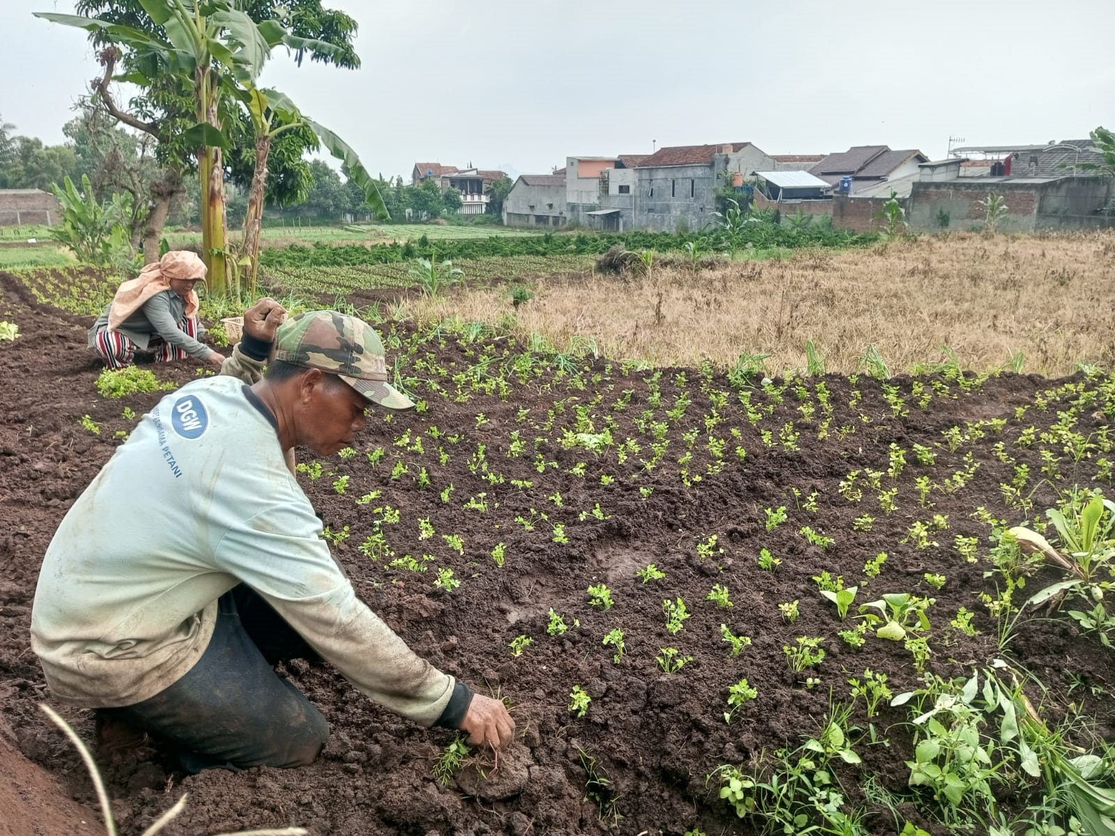 Jaga Ketahanan Pangan, Pemerintah Indonesia Sediakan Dana KUR Pertanian ...