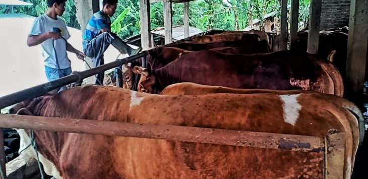 
ILUSTRASI: Peternak menggiring dan memerah sapi di peternakan, Cibodas, Lembang, Kabupaten Bandung Barat. TAOFIK ACHMAD HIDAYAT/RADAR BANDUNG .