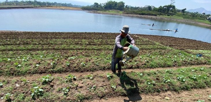 Dampak dari kekeringan saat ini, para petani memilih bercocok tanam untuk menyambung hidup mereka. Foto: GATOT POEDJI UTOMO/Pojokbandung.com