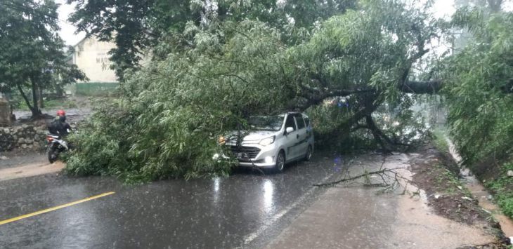 Satu Mobil Tertimpa Pohon Tumbang di Cipatat Bandung Barat.