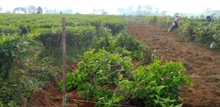 Perkebunan teh Malabar tampak telah dirusak