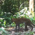 Video Viral Macan Tutul Pincang, Polda Jawa Barat Tangkap Lima Terduga Pemburu, BBKSDA Jabar Lakukan Pencarian untuk Evakuasi