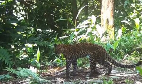 Seekor Macan Tutul Jawa berjalan pincang di kawasan hutan Pegunungan Sanggabuana, Karawang, diduga akibat luka tembak pemburu liar. Foto : Tangkapan Layar