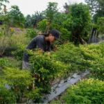 Harga Cabai Anjlok di Ciwidey, Petani Keluhkan Biaya Produksi yang Terus Naik