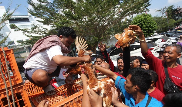 Peternak saat membagikan ayam petelur secara gratis kepada warga di kawasan Malioboro, Jogjakarta, Senin (10/8/2026). Foto : Guntur Aga Tirtana/Radar Jogja Grup Jawa Pos

