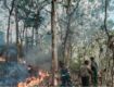 Kebakaran Hutan dan Lahan atau Karhutla Belum Teratasi, Enam Provinsi Jadi Atensi Presiden Prabowo Subianto